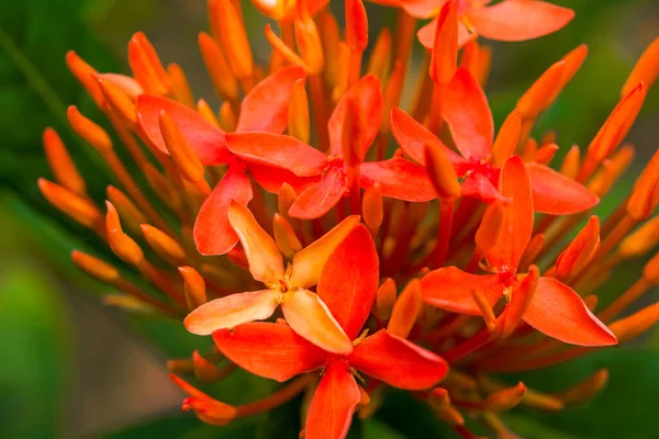 緑豊かな赤い龍舟の花 — ストック写真