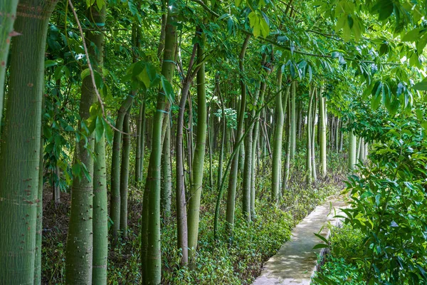 Bambuswälder Und Von Bäumen Gesäumte Wege Park — Stockfoto