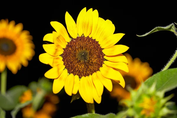 Närbild Blommande Solros Parken — Stockfoto