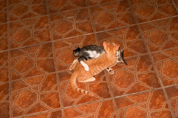 Двоє Китайських Ідилічних Котів Борються — стокове фото