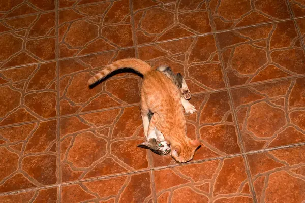 二匹の中国の牧歌的な猫が戦っている — ストック写真