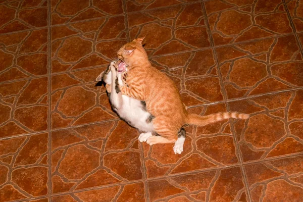 二匹の中国の牧歌的な猫が戦っている — ストック写真