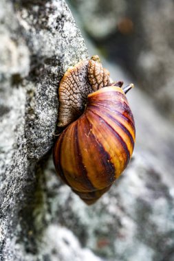 Vahşi bir Afrika salyangozunun yakın çekimi.