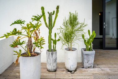 Kaktüs ve geniş yapraklı yeşil bitkiler villanın balkonunda.