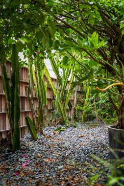Parka ekilen yemyeşil kaktüsün yakın çekimi.