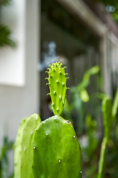 Parkban Ültetett Buja Kaktuszok Közelsége — Stock Fotó