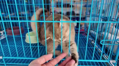 Çiçek ve kuş pazarında satılan sevimli kediler.