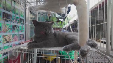 Çiçek ve kuş pazarında satılan sevimli bir kedi.