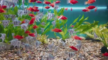 Süslü balık türleri güzel dekore edilmiş akvaryumlarda yetişir.