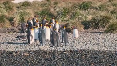 Antarktika 'da yaşayan büyük bir penguen kolonisi.