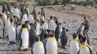 Antarktika 'da yaşayan büyük bir penguen kolonisi.