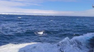 Antarktika 'da buz kütleleri ve buzullar