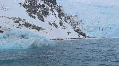 Antarktika 'da yaşayan büyük bir penguen kolonisi.