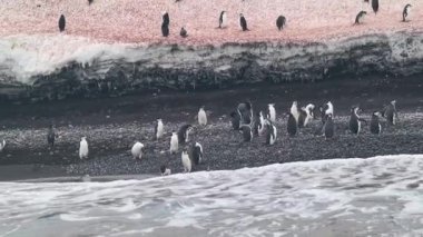 Antarktika 'da yaşayan büyük bir penguen kolonisi.