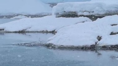 Antarktika 'da yaşayan büyük bir penguen kolonisi.