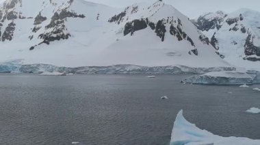 Antarktika 'da yaşayan büyük bir penguen kolonisi.