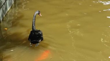 Göldeki bir grup siyah kuğunun yakın çekimi.