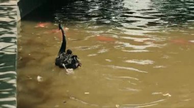 Göldeki bir grup siyah kuğunun yakın çekimi.