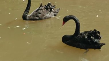 Göldeki bir grup siyah kuğunun yakın çekimi.
