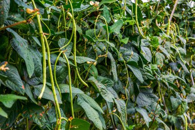 Açık arazide ekilen fasulye tarlaları