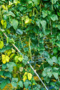 Açık arazide ekilen fasulye tarlaları