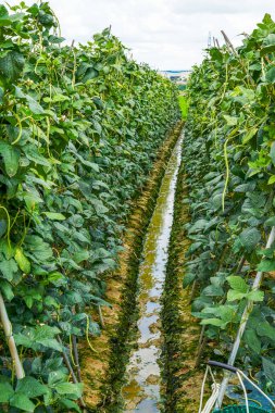Açık arazide ekilen fasulye tarlaları