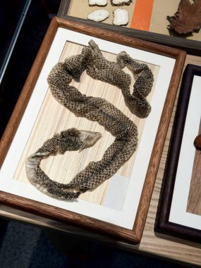 Kurutulmuş yılan derisi yakın plan, geleneksel Çin tıbbi malzemesi..