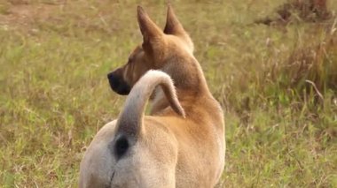 Dışarıda oynayan küçük şirin bir melez köpek, Çinli bir kırsal köpek..