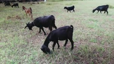 Vahşi çayırlarda otlayan bir keçi sürüsü.