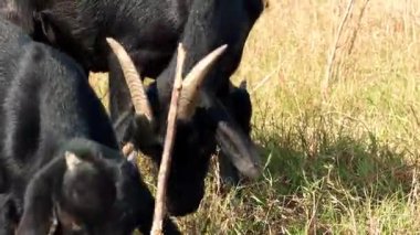 Vahşi çayırlarda otlayan bir keçi sürüsü.