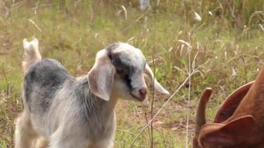 Vahşi çayırlarda otlayan bir keçi sürüsü.