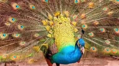 Güzel ve zarif bir tavus kuşunun kuyruk tüylerini gösteren yakın çekimi..