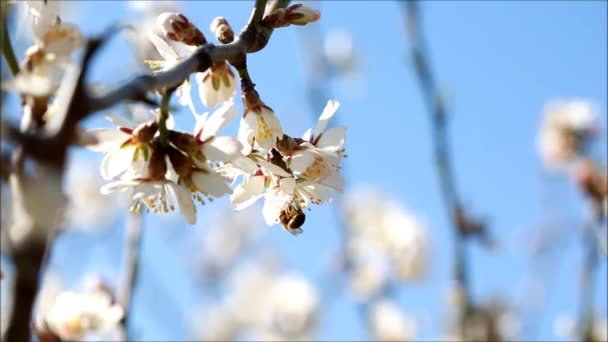 Bin samlar in pollen — Stockvideo