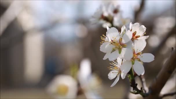 Blommande mandel — Stockvideo