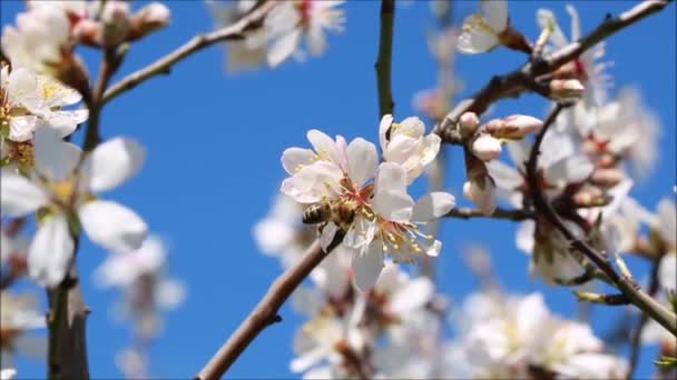 De verzamelen bijenpollen — Stockvideo