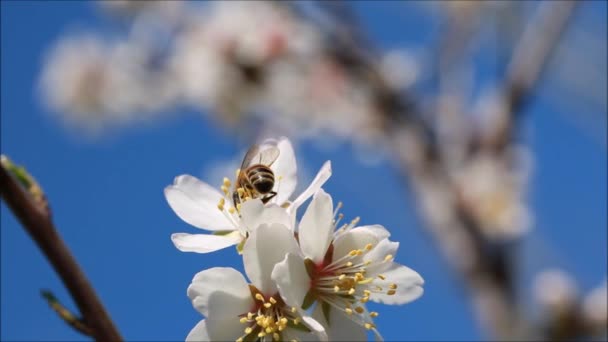 Die Biene sammelt Pollen — Stockvideo