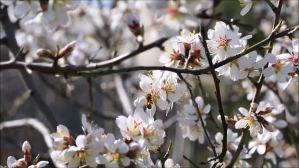 Die Biene sammelt Pollen — Stockvideo