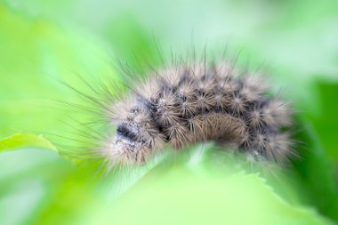 Kıllı tırtıl çimlerin üzerinde