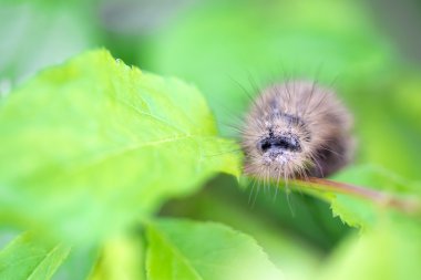 Kıllı tırtıl çimlerin üzerinde