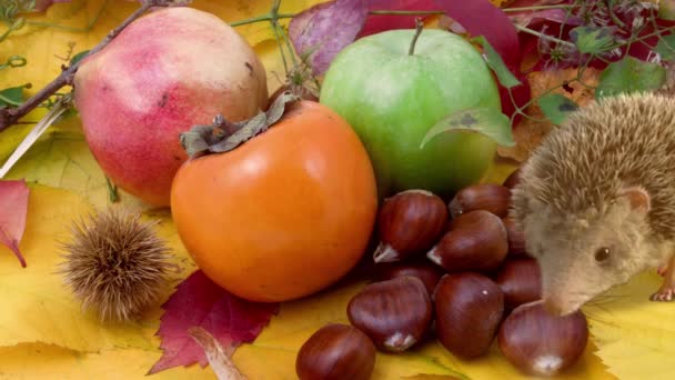 Їжачок нюхає автономні плоди: зелене яблуко,перммон, гранат, каштани — стокове відео