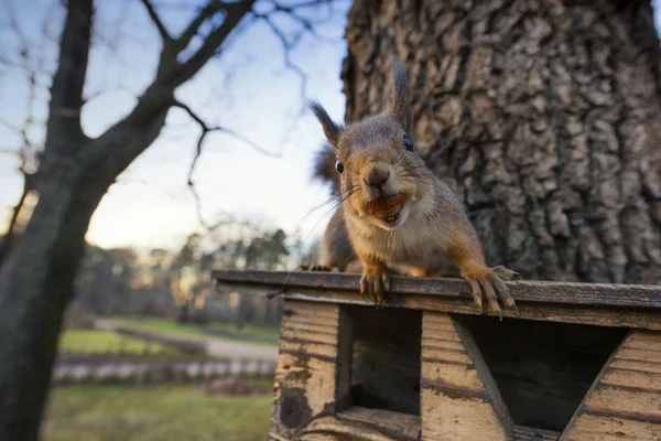 Squirrel with nut — Stock Photo, Image