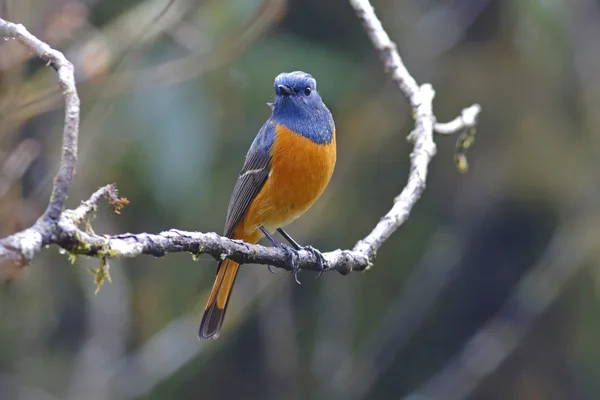 Blue-fronted Redstart Phoenicurus frontalis Male Birds of Thailand