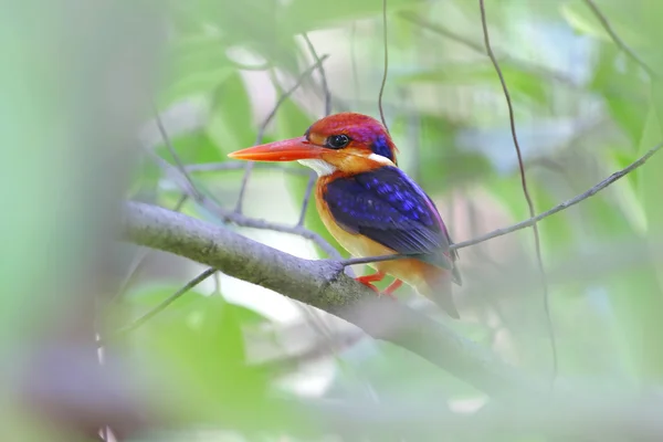 Oriental Dwarf Kingfisher Ceyx erithaca Birds of Thailand