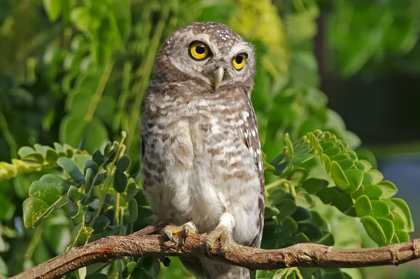 Spotted owlet Athene brama Birds of Thailand