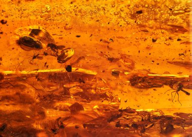 Kaplama. İçinde ölü böcekler olan donmuş reçine. Makro fotoğrafçılık