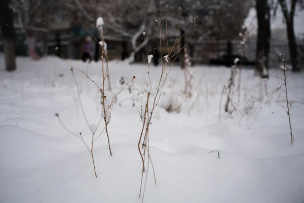 The first snow fell and covered with white veil tree branches and grass