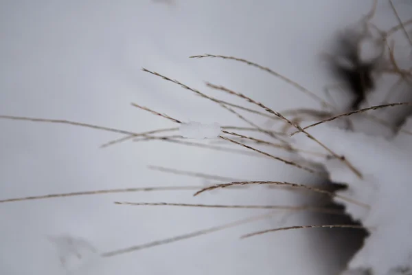 La primera nieve cayó y se cubrió con ramas de árbol de velo blanco y hierba —  Fotos de Stock