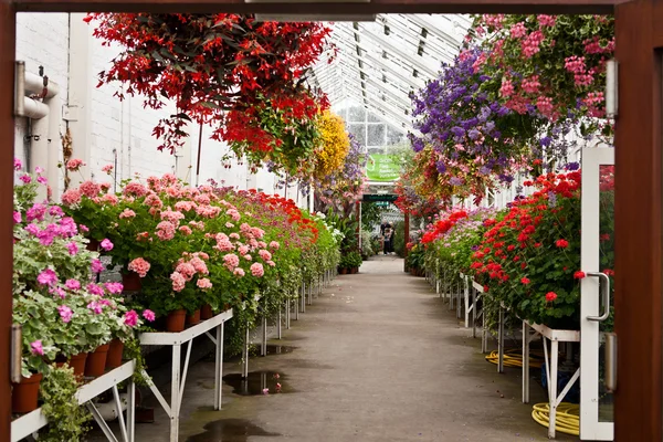 Flores multicoloridas e brilhantes na estufa no jardim central de Aberdeen, Escócia — Fotografia de Stock