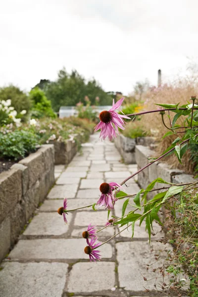 Flores multicoloridas e brilhantes na estufa no jardim central de Aberdeen, Escócia — Fotografia de Stock