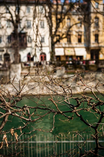 Ljubljanica Nehri'nin ve Ljubljana, Slovenya'nın görünümü